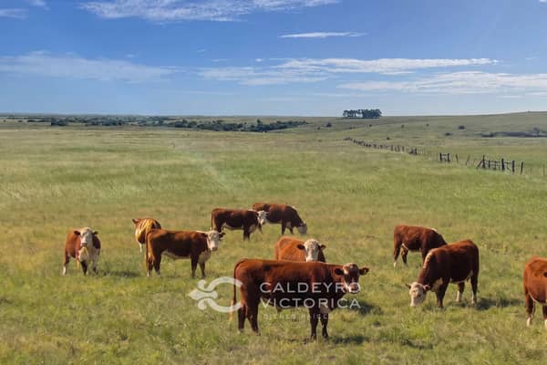 175 hectáreas. Ganadero Agrícola Forestal en Maldonado Uruguay